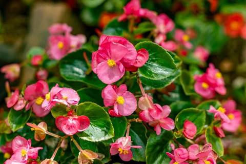 Rosesands Mountain Lodge